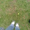 olipp_srg