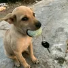 thuanhjgoon