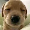 nho.em.lvmax