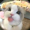 rowrrrrr271