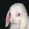 dojacat227