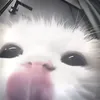 roqcoxx