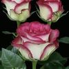 imanayoub31