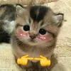 thanhphat6570