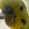 budgiebird4