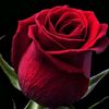 queen_of_king075