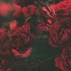 four_one_five