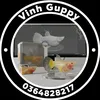 vinh.guppy.farm