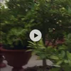 khanhmy234tiktok