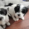 pepperthemaltese