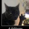 doubloon_cat638494