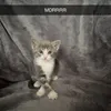 kaisel_13k14