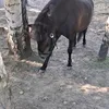 majahoma