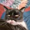 Dyson the Cat