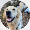 Obie The Golden Retriever