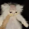 crymexis