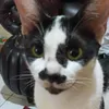 auliyalina