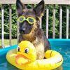 ilovemydogs364