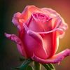 user44902687014124
