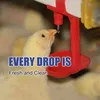 qzhpoultry