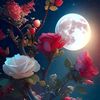 zahid.khan88891