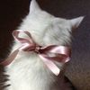 대구의 고양이