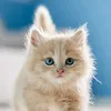 kak_hakim