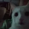 dknasasala