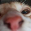xyppfiee