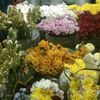 rumi_bogor12