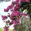 piumacremisi