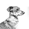 sweetpea_the_terrier