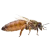hamdane027
