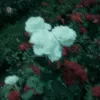 unh62
