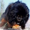 dog_hub8