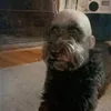 nobody_justahandsomedog