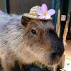 capybaragod_owner2