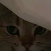 mikkhestupid