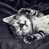 itsvikk__