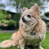 sugus.le.chihuahua