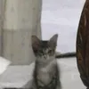 adweeeeeee