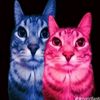 katreq_w