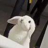 lhy_24.4