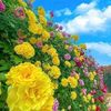 vietdory_04