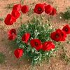 fayrouza.coeur.anf