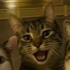 cats_12341_