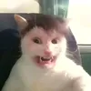 pysznybigosik