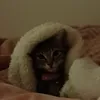 catmoney0