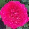 summer_555s