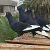 saa_.960